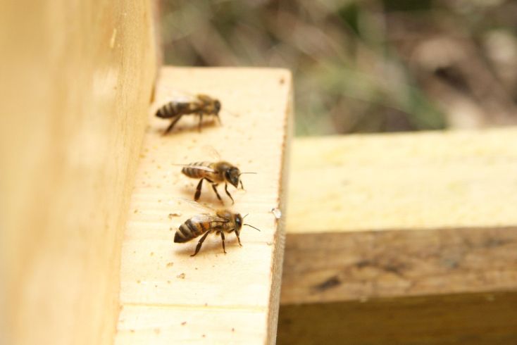 Bienen am Abflugbrett