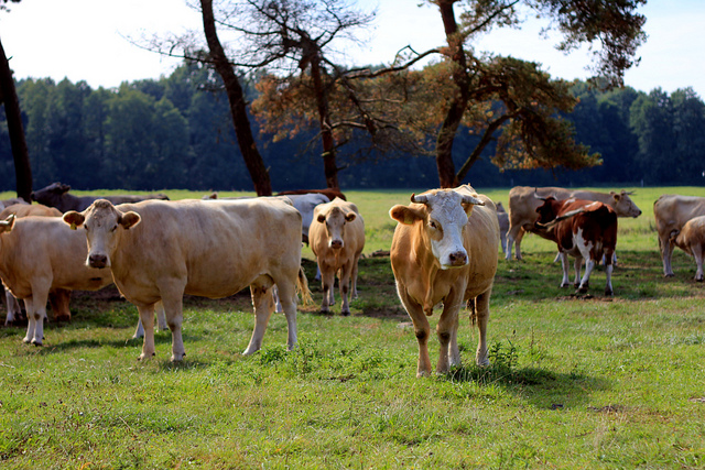 Bild Kühe auf der Weide