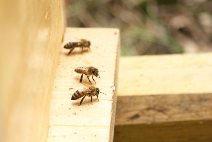 Bienen am Anflugbrett, © Maja Dumat PIXELIO www.pixelio.de