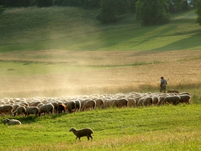 Schaeferstuendchen, Foto: RainerSturm, pixelio.de