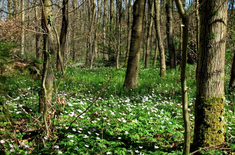 Frühling im Wald