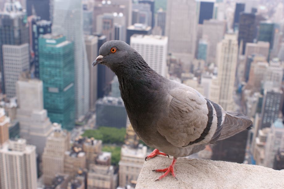 Taube in New York, © Matthias Preisinger PIXELIO pixelio.de