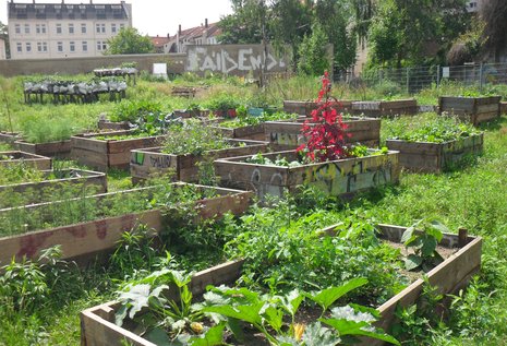 Urban Gardening in Leipzig, Foto: Jens-Eberhard Jahn