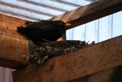 Amsel1