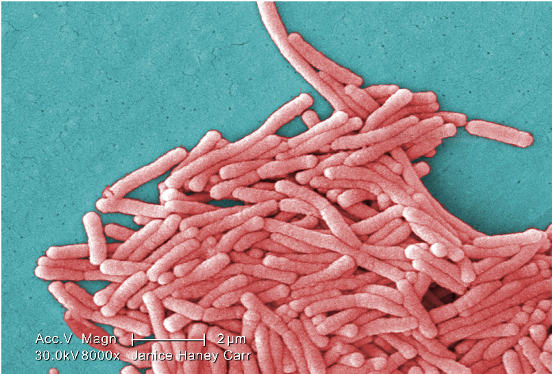 Legionella pneumophila